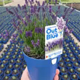 Out Of The Blue 600x600 - Garden Express Australia