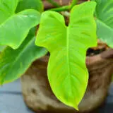 Philodendron Golden Violin P10phigvi - Garden Express Australia