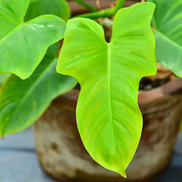 Philodendron Golden Violin