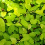 Philodendron Lemon Lime P10philli - Garden Express Australia