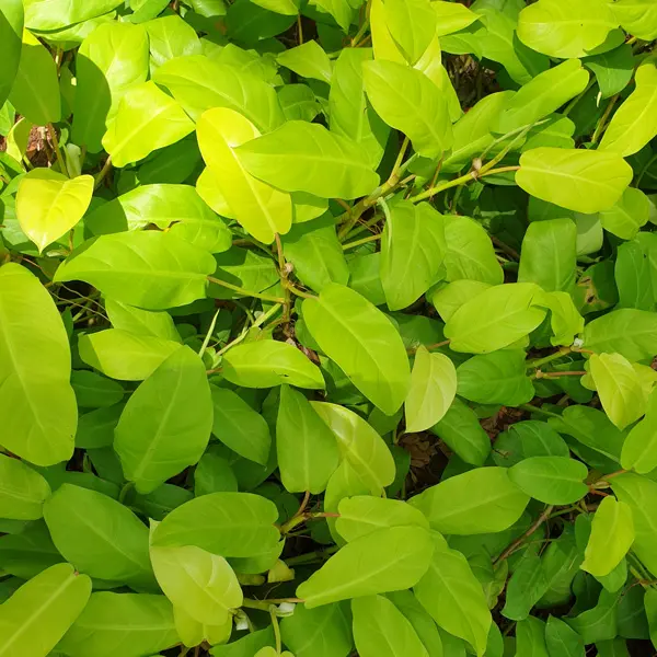 Philodendron Lemon Lime