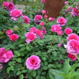 Rose Fragrant Showpiece Berry P10rossbr - Garden Express Australia