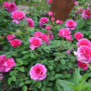 Roses for Sale Online | Fragrant Rose Plants | Garden Express