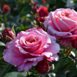 Rose Fragrant Showpiece Blush P10rossbl - Garden Express Australia