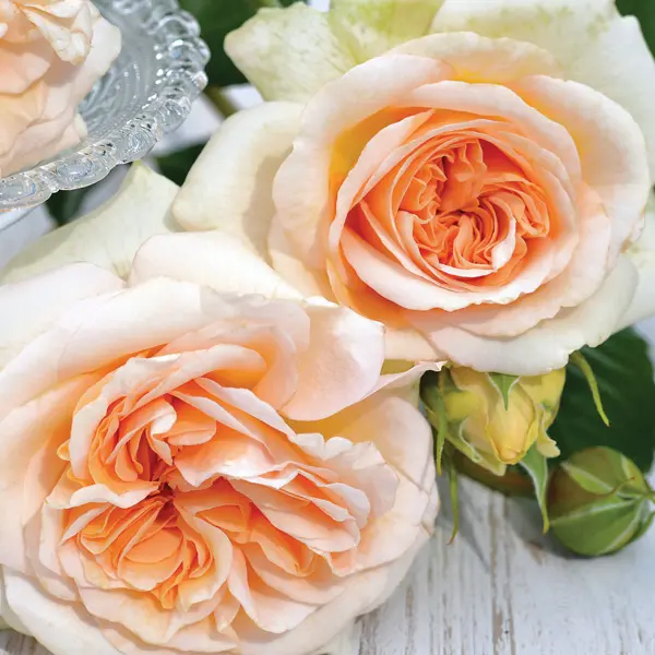 Rose Showpiece Champagne (Pbr)