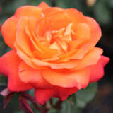 Rose Fragrant Showpiece Orange P10rossor - Garden Express Australia