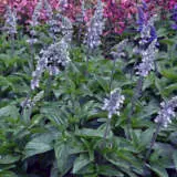 Salvia Blue Chill P68salbch - Garden Express Australia