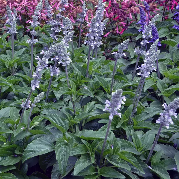 Salvia Blue Chill Salvia Blue Chill