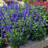 Salvia Mystic Spires Blue P68salmys - Garden Express Australia