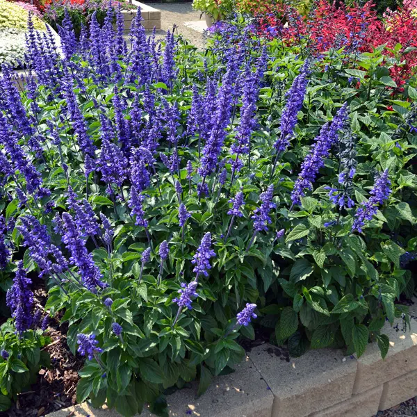 Salvia Mystic Spires Blue