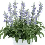 Salvia Sallyfun Blue Ice P10salsbi - Garden Express Australia