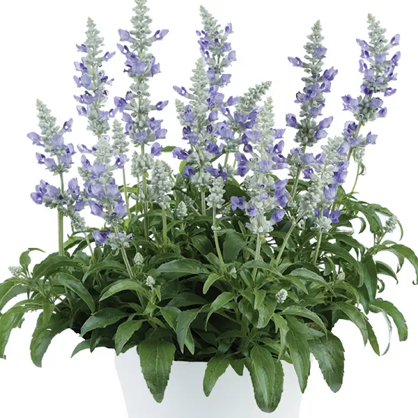Salvia Sallyfun Blue Ice Salvia Sallyfun Blue Ice