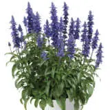 Salvia Sallyfun Blue Lagoon Salvia Sallyfun Blue Lagoon