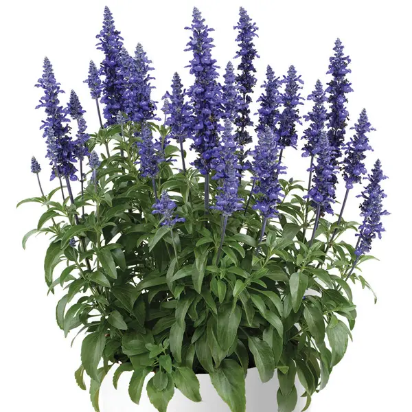 Salvia Sallyfun Blue Lagoon Salvia Sallyfun Blue Lagoon