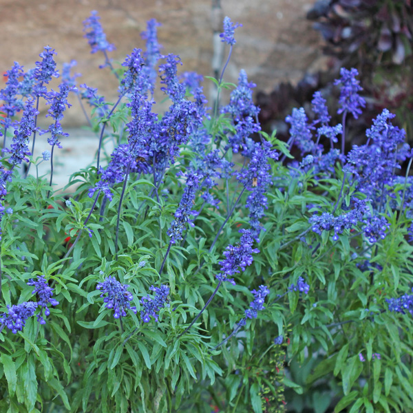 Salvia Sallyfun Blue Lagoon Salvia Sallyfun Blue Lagoon