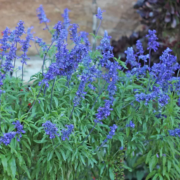 Salvia Sallyfun Blue Lagoon Salvia Sallyfun Blue Lagoon
