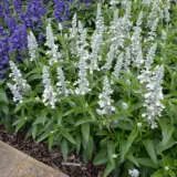 Salvia Sallyfun Snowhite P68salsfw - Garden Express Australia
