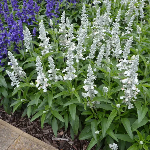 Salvia Sallyfun Snowhite Salvia Sallyfun Snowhite