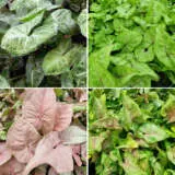 Syngonium Collection 1 Colsynco1 - Garden Express Australia