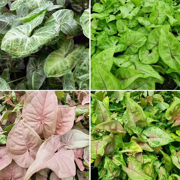 Syngonium Collection 1