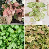 Syngonium Collection 2 Colsynco2 - Garden Express Australia