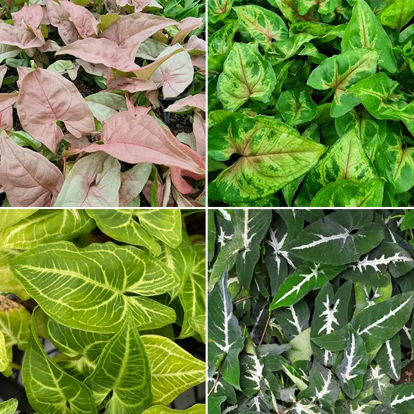 Syngonium Collection 3