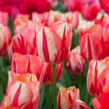 Tulip Spryng Break Tulip Spryng Break