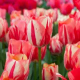 Tulip Spryng Break Tulip Spryng Break