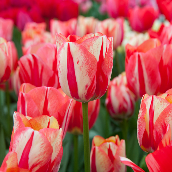 Tulip Spryng Break Tulip Spryng Break