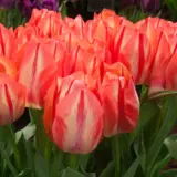 Tulip Spryng Break Tulip Spryng Break