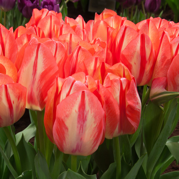 Tulip Spryng Break Tulip Spryng Break