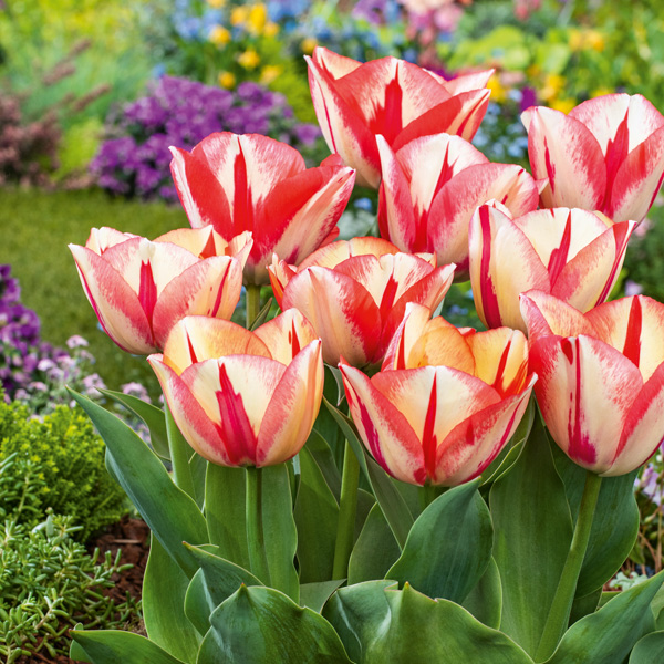 Tulip Spryng Break Tulip Spryng Break