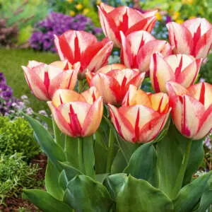 Choosing Between Common Types Of Tulips Tulip Spryng Break Pktulsbr - Garden Express Australia