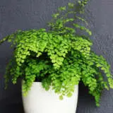 Adiantum Maidenhair Fern P75adimhf - Garden Express Australia