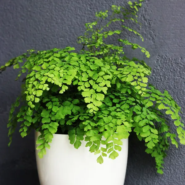 Adiantum Maidenhair Fern