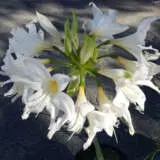 Amarygia Parkeri Alba Pkamapar - Garden Express Australia