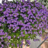 Bacopa Blue Sand Bacopa Blue Sand