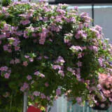 Bacopa Pink Sand Bacopa Pink Sand