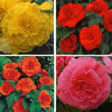 Begonia Ruffled Collection 4 Tubers