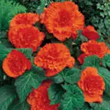 Begonia Ruffled Orange Mandarin Pkbegrom - Garden Express Australia