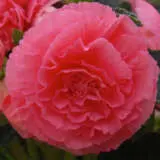 Begonia Ruffled Pink Pkbegrpk - Garden Express Australia