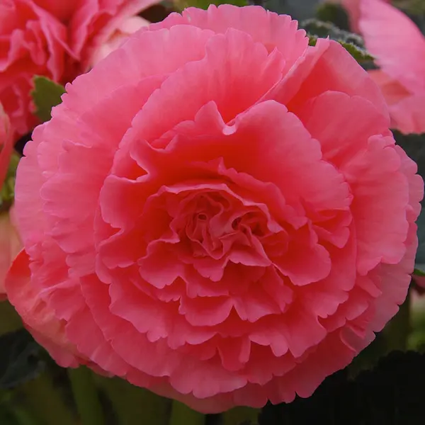 Begonia Ruffled Pink