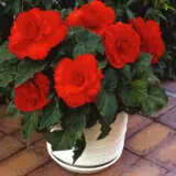 Begonia Ruffled Scarlet Red Pkbegrsr - Garden Express Australia