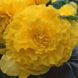 Begonia Ruffled Yellow Pkbegrye - Garden Express Australia