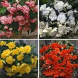 Begonia Sun Dancer Collection Colbegsco - Garden Express Australia