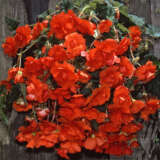 Begonia Sun Dancer Scarlet Orange
