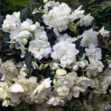 Begonia Sun Dancer White Pkbegswh - Garden Express Australia
