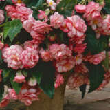 Begonia Sun Dancer White Pink Pkbegswp - Garden Express Australia