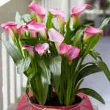 Calla Lily Garnet Glow Pkcalggl - Garden Express Australia