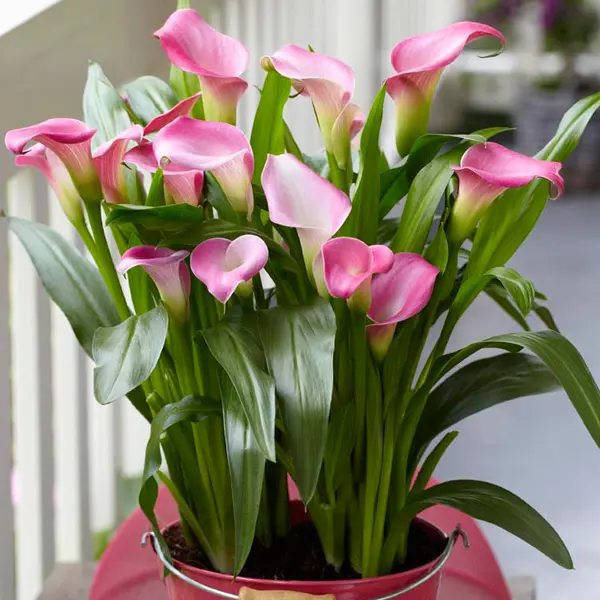 Calla Lily Garnet Glow